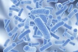 Lợi khuẩn là gì? Khám phá sức mạnh của probiotics